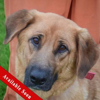 Mae -  Golden Retriever and German Shepherd Dog Dog for Adoption in Huntley, Illinois - Mae | PetCurious