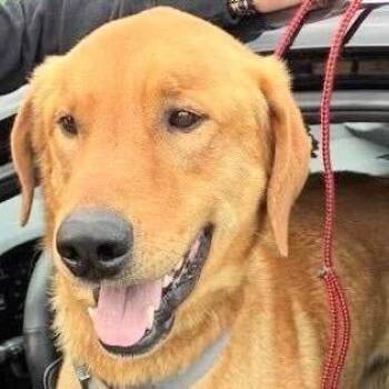 Golden Retriever and Mixed Breed Dogs Available for Adoption - FOSTER OR FOSTER-TO-ADOPT NEEDED Marley | PetCurious