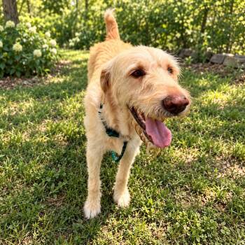 Bodhi (Benefactor Dog) -  Poodle and Labrador Retriever Dog for Adoption in New Orleans, Louisiana - Bodhi (Benefactor Dog) | PetCurious