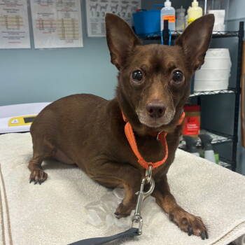 Rescue Chihuahua Dogs for Adoption in New Castle, Delaware - Magic | PetCurious