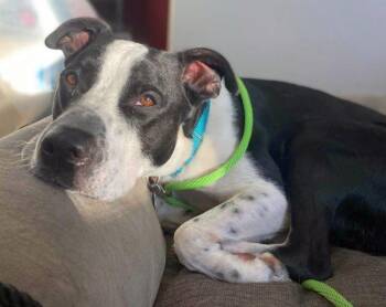 Kubo Lonestar -  Border Collie and Terrier Dog for Adoption in Rockaway, New Jersey - Kubo Lonestar | PetCurious
