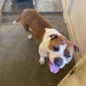 Pit Bull Terrier Dogs Available for Adoption in Phoenix, Arizona - Maple | PetCurious