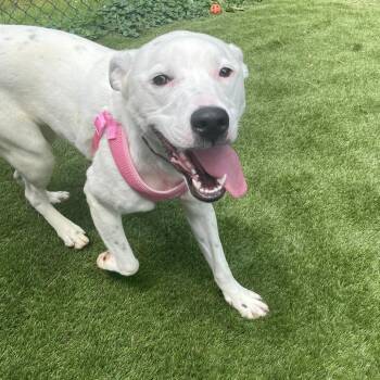 Mixed Breed Dogs Available for Adoption - Brinley | PetCurious