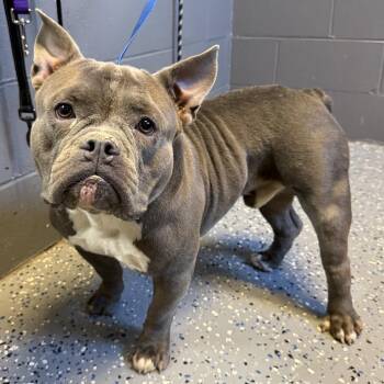 TUSC-Stray-85414 -  Pit Bull Terrier and English Bulldog Dog for Adoption in Tuscaloosa, Alabama - TUSC-Stray-85414 | PetCurious