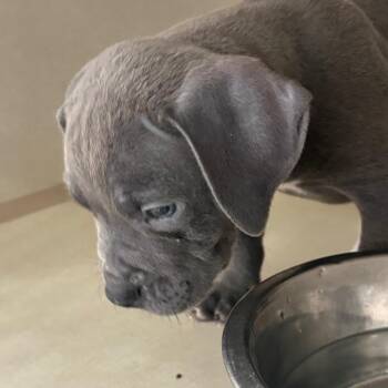 Nimbus -  Pit Bull Terrier Dog for Adoption in Northbrook, Illinois - Nimbus | PetCurious