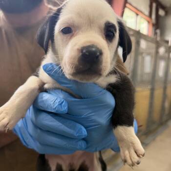 Honey Walnut Shrimp 2688 -  Mixed Breed Dog for Adoption in Loxahatchee Groves, Florida - Honey Walnut Shrimp 2688 | PetCurious