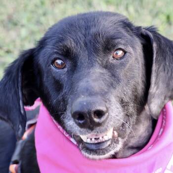Harley P4P -  Labrador Retriever and Mixed Breed Dog for Adoption in Saint Joseph, Missouri - Harley P4P | PetCurious