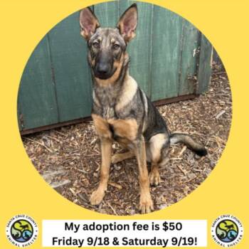 EDEN -  Belgian Shepherd Malinois and German Shepherd Dog Dog for Adoption in Santa Cruz, California - EDEN | PetCurious