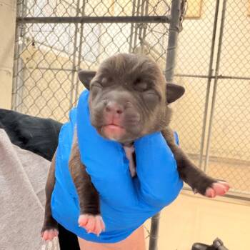 Braford -  Mixed Breed Dog for Adoption in Indianapolis, Indiana - Braford | PetCurious