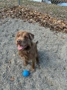 Max -  Mixed Breed Dog for Adoption in Rochester, New York - Max | PetCurious