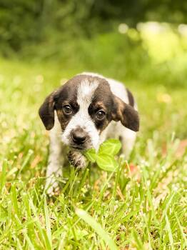 Theodore -  Mixed Breed Dog for Adoption in Gradyville, Kentucky - Theodore | PetCurious