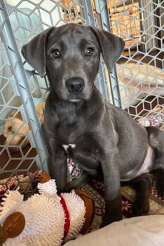 260787  Ellie -  Labrador Retriever Dog for Adoption in Wetumpka, Alabama - 260787  Ellie | PetCurious