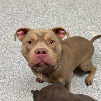 Noah -  American Staffordshire Terrier Dog for Adoption in Grand Rapids, Michigan - Noah | PetCurious