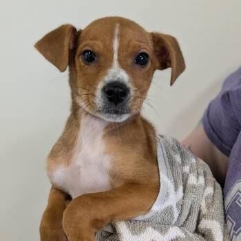 Mixed Breed Dogs Available for Adoption - Paige | PetCurious