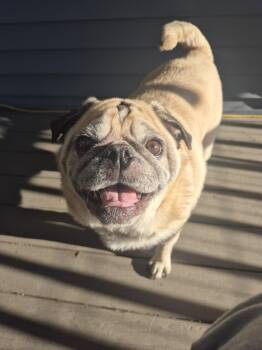 Neville -  Pug Dog for Adoption in Pelham, Massachusetts - Neville | PetCurious