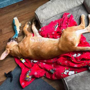 SDM-Stray-Kai -  Shepherd and Hound Dog for Adoption in Enterprise, Alabama - SDM-Stray-Kai | PetCurious