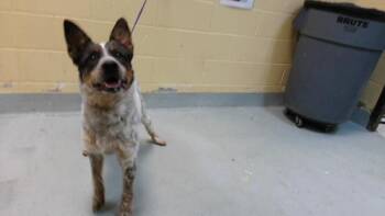 ANGUS -  Australian Cattle Dog Blue Heeler Dog for Adoption in Tulsa, Oklahoma - ANGUS | PetCurious