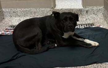 Terrier and Mixed Breed Dogs Available for Adoption in Gastonia, North Carolina - Bitsy | PetCurious