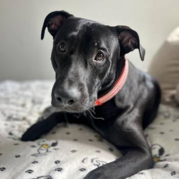 Black Labrador Retriever Dogs Available for Adoption - Ekko Knight | PetCurious