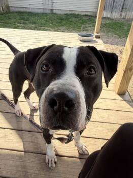 Terrier Dogs Available for Adoption in Xenia, Ohio - Flannel | PetCurious