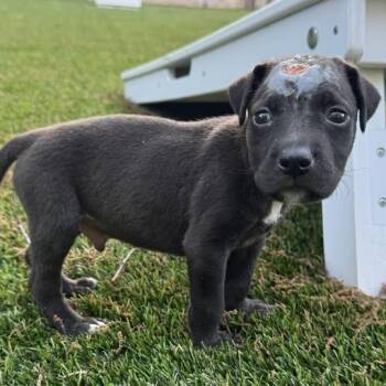 Terrier Dogs Available for Adoption in Waxhaw, North Carolina - Trooper  | PetCurious