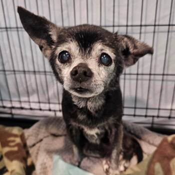 Chihuahua Dogs Available for Adoption - Lily | PetCurious