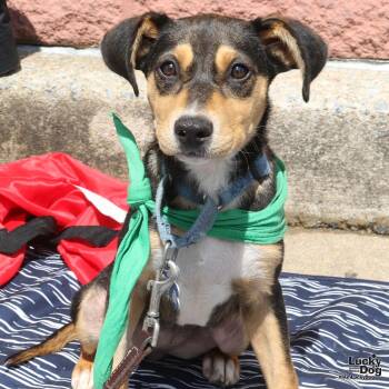 Australian Cattle Dog Blue Heeler and Shepherd Dogs Available for Adoption in Washington, District Of Columbia - Sage | PetCurious