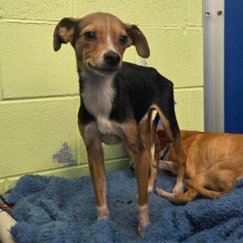 Ranger -  Feist and Mixed Breed Dog for Adoption in Newport, Tennessee - Ranger | PetCurious