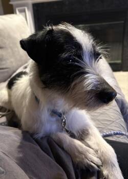 Terrier Dogs Available for Adoption - Julia Sheila Bobs Burgers | PetCurious