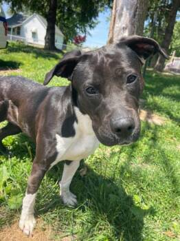 Pit Bull Terrier Dogs Available for Adoption in Springfield, Illinois - Leta | PetCurious
