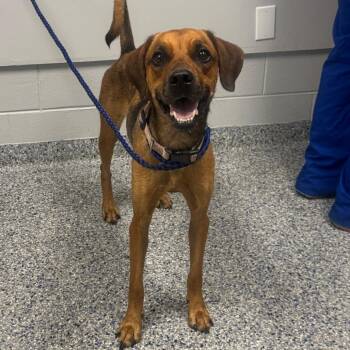 Dusse -  Mixed Breed Dog for Adoption in Greenville, South Carolina - Dusse | PetCurious