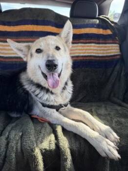 Danny - ADOPTED -  Mixed Breed Dog for Adoption in Atlanta, Georgia - Danny - ADOPTED | PetCurious