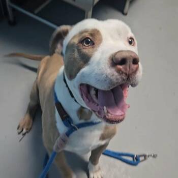 Titan E -  Mixed Breed Dog for Adoption in Philadelphia, Pennsylvania - Titan E | PetCurious