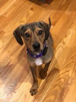 Dachshund and Mixed Breed Dogs Available for Adoption - Bandit | PetCurious