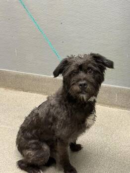 MIGHTY -  Schnauzer and Scottish Terrier Dog for Adoption in Las Vegas, Nevada - MIGHTY | PetCurious