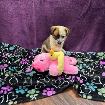 Rescue Mixed Breed Dogs for Adoption in Dallas, Texas - Pebbles | PetCurious