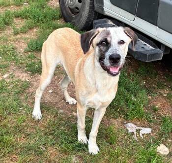 Anatolian Shepherd and Great Pyrenees Dogs Available for Adoption in Columbia, Maryland - Flounder | PetCurious