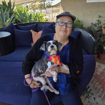 Mash -  Shih Tzu Dog Available for Adoption in Ramona, California - Mash | PetCurious
