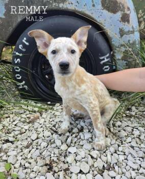 Rescue Australian Cattle Dog Blue Heeler Dogs for Adoption in Rice Lake, Wisconsin - Remmy | PetCurious