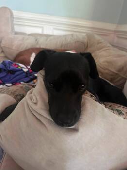 Muffin -  Dachshund Dog for Adoption in Ayden, North Carolina - Muffin | PetCurious