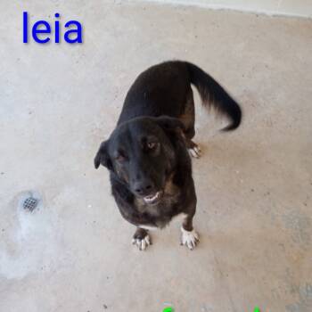 Rescue Mixed Breed Dogs for Adoption in Loxahatchee Groves, Florida - Leia 3321 | PetCurious