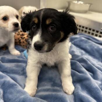 Frankie -  Mixed Breed Dog for Adoption in Oak Brook, Illinois - Frankie | PetCurious