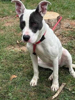 Glinda -  Pit Bull Terrier Dog for Adoption in Springfield, Illinois - Glinda | PetCurious