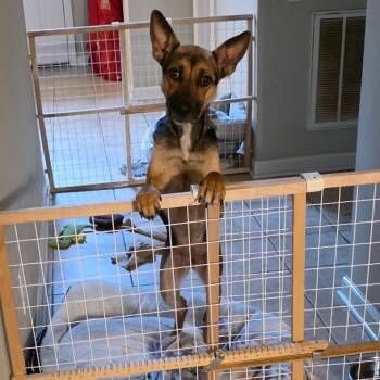 Rescue Shepherd Dogs for Adoption in Brownsboro, Alabama - Gloria | PetCurious