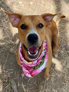 LOTUS -  Pit Bull Terrier Dog for Adoption in Tulsa, Oklahoma - LOTUS | PetCurious