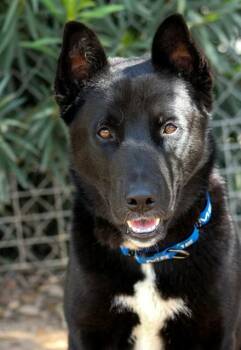 Siberian Husky and Mixed Breed Dogs Available for Adoption in Sacramento, California - MASON | PetCurious