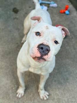 Slumber Party -  Pit Bull Terrier Dog for Adoption in Chicago, Illinois - Slumber Party | PetCurious