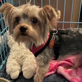 Nikkie -  Yorkshire Terrier Dog for Adoption in Fairfax Station, Virginia - Nikkie | PetCurious