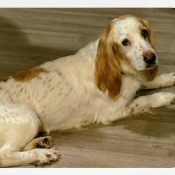 Spaniel Dogs Available for Adoption - Penny The Spaniel | PetCurious