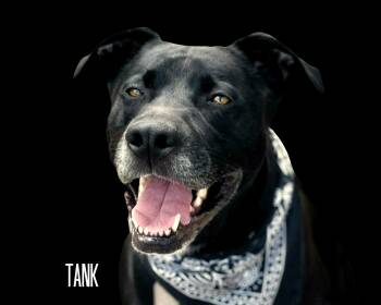 Mixed Breed and Black Labrador Retriever Dogs Available for Adoption - Tank | PetCurious